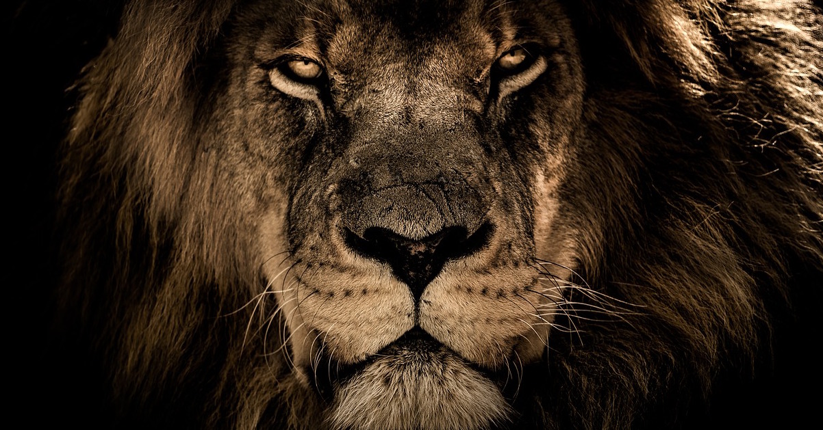 lion courage bold lion courage bold